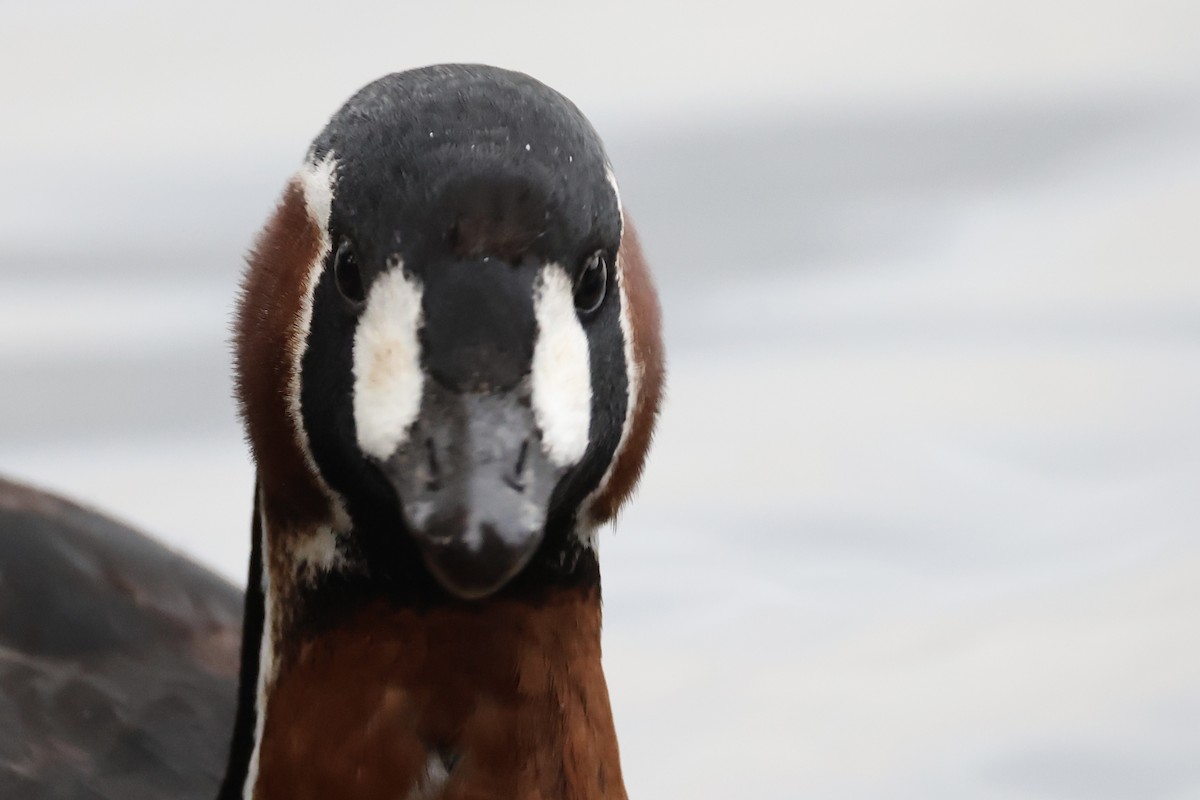 Red-breasted Goose - ML646111290