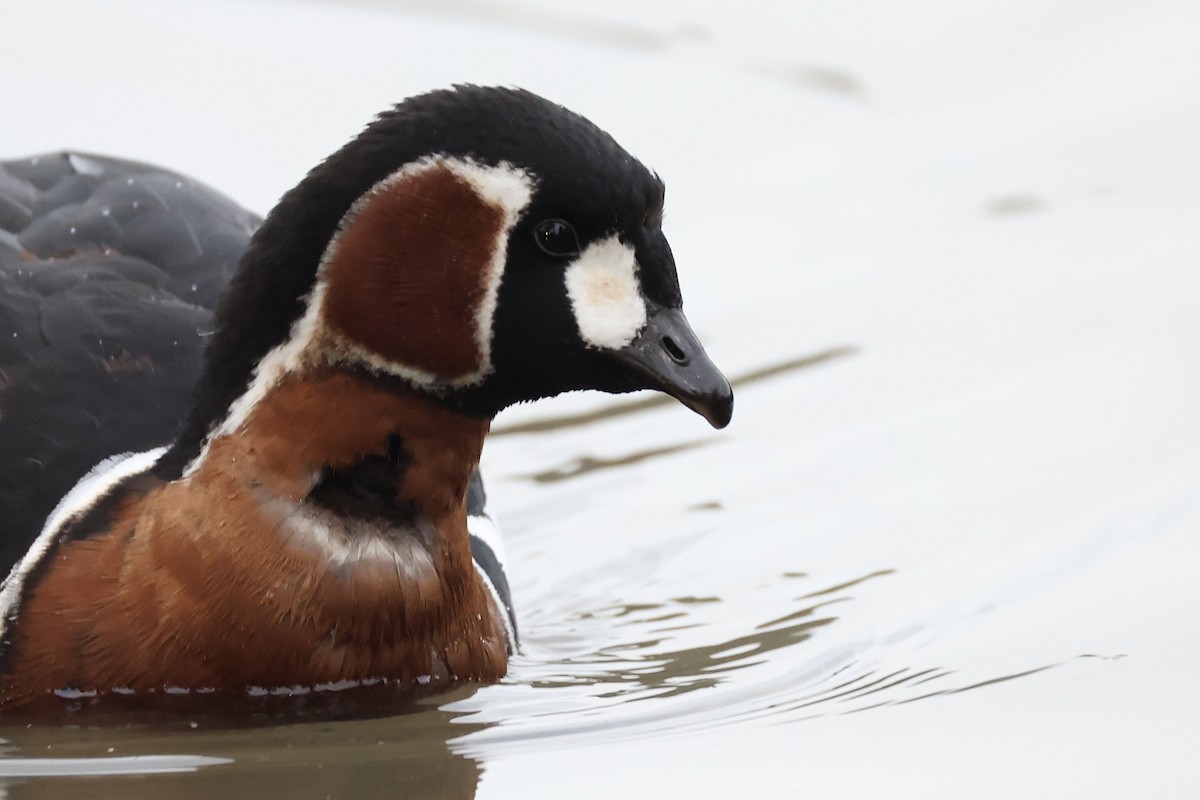 Red-breasted Goose - ML646111291