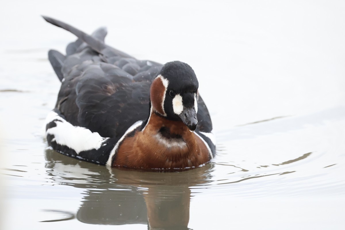 Red-breasted Goose - ML646111292