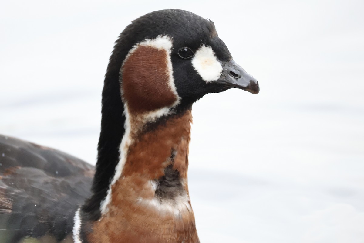 Red-breasted Goose - ML646111294