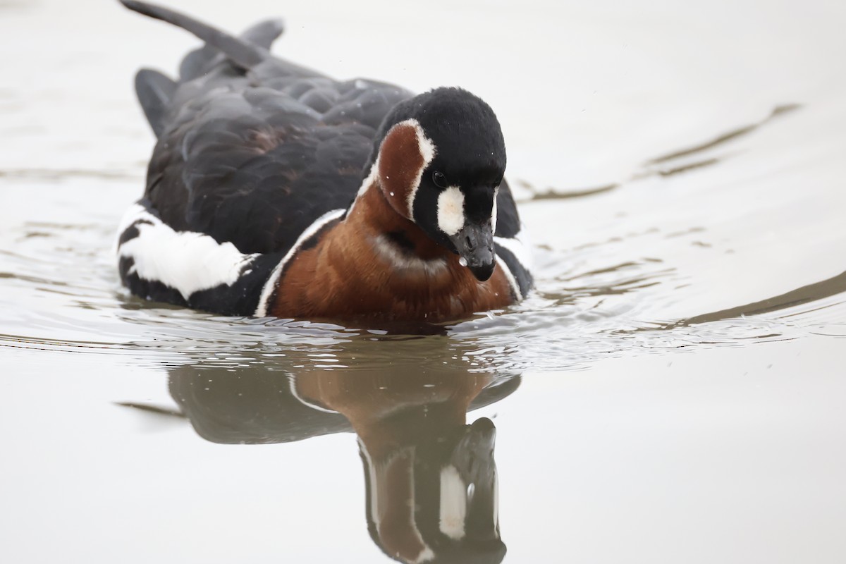 Red-breasted Goose - ML646111295