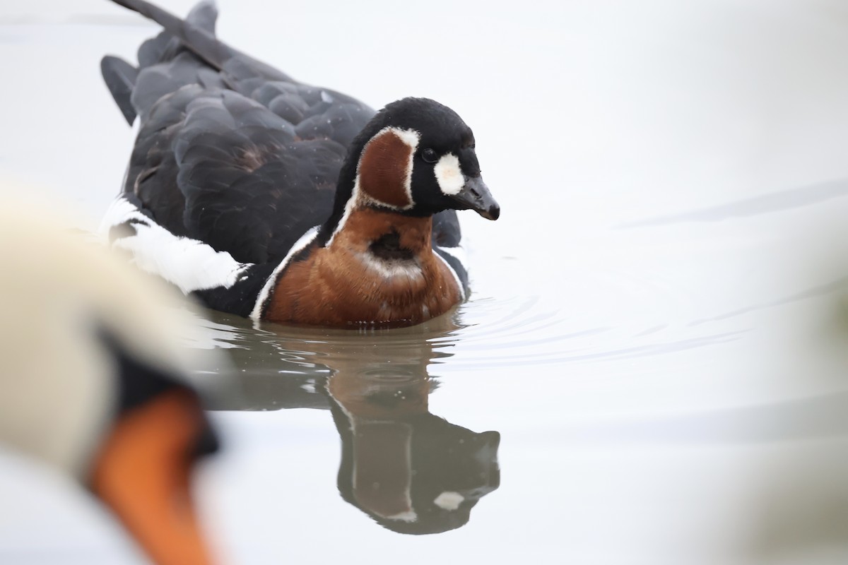 Red-breasted Goose - ML646111296