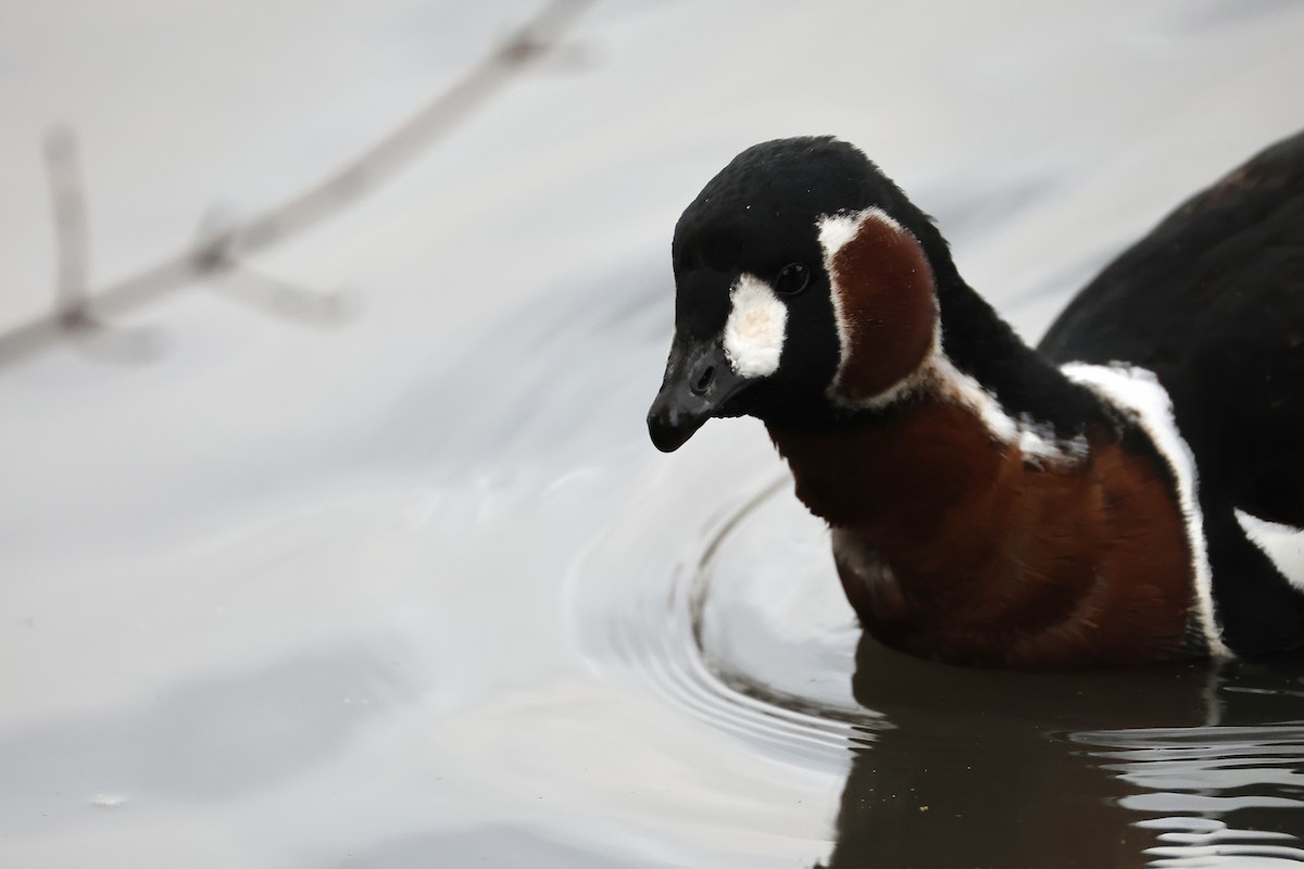 Red-breasted Goose - ML646111297