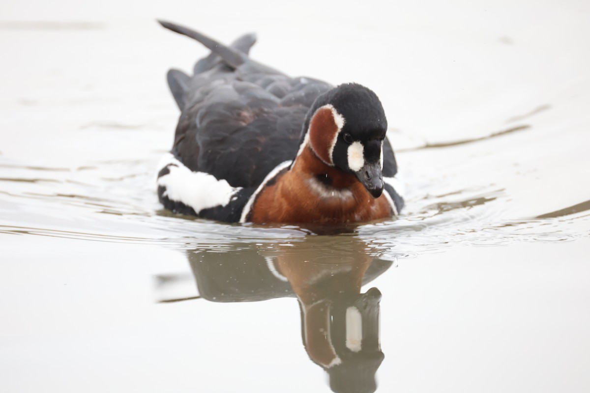 Red-breasted Goose - ML646111298