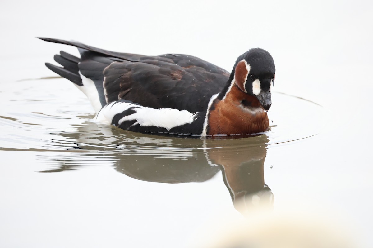Red-breasted Goose - ML646111299