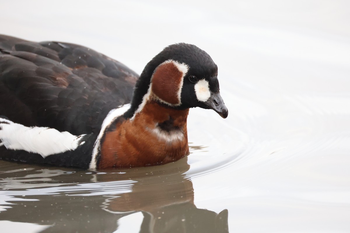 Red-breasted Goose - ML646111300