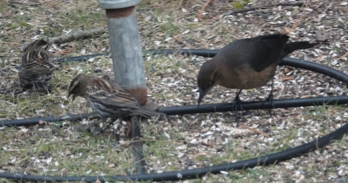 Boat-tailed Grackle - ML646111311