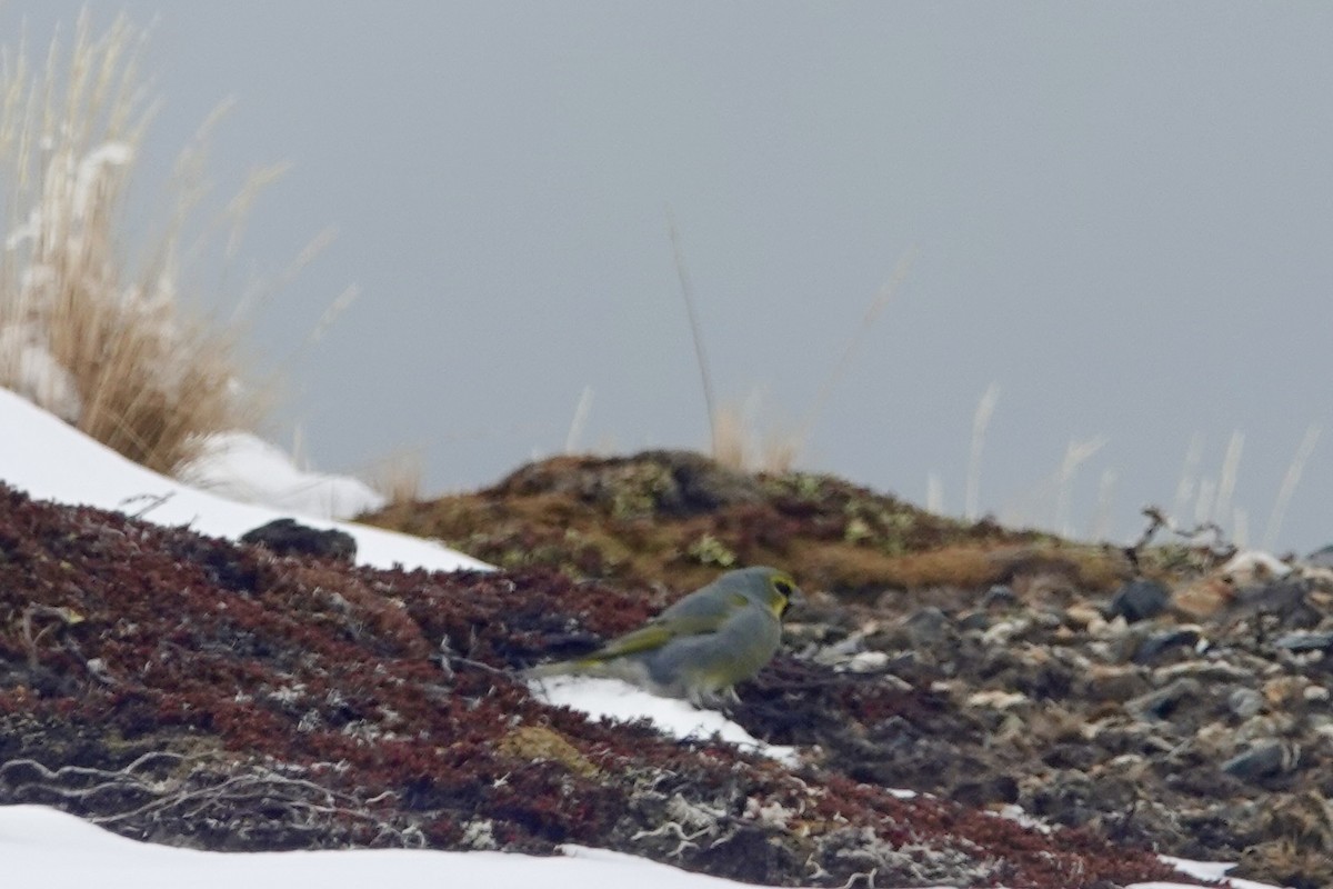 Yellow-bridled Finch - ML646111327