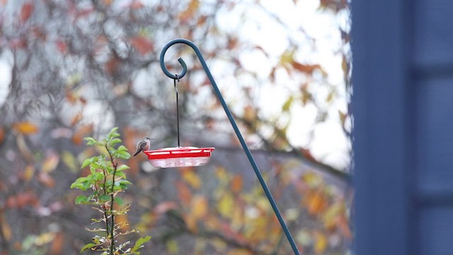 Rufous Hummingbird - ML646111328