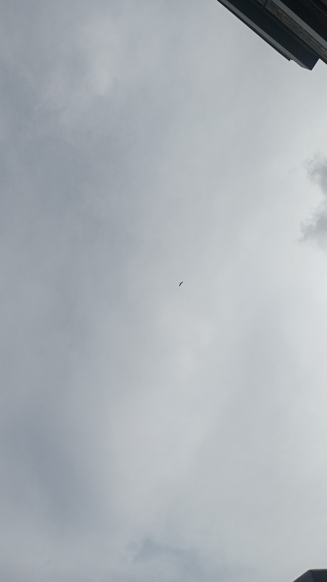 Black Kite (Yellow-billed) - ML646111335