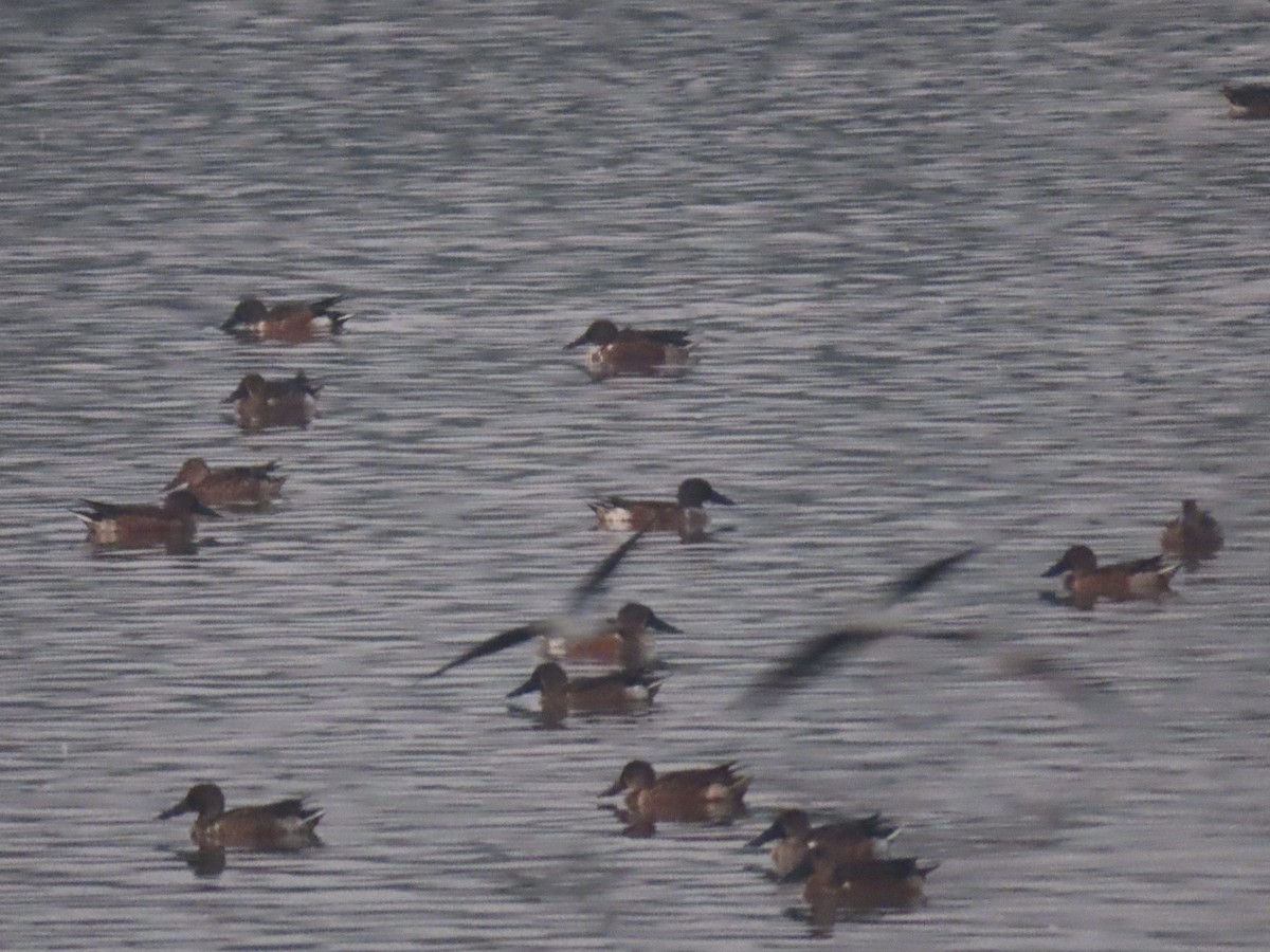 Northern Shoveler - ML646111336