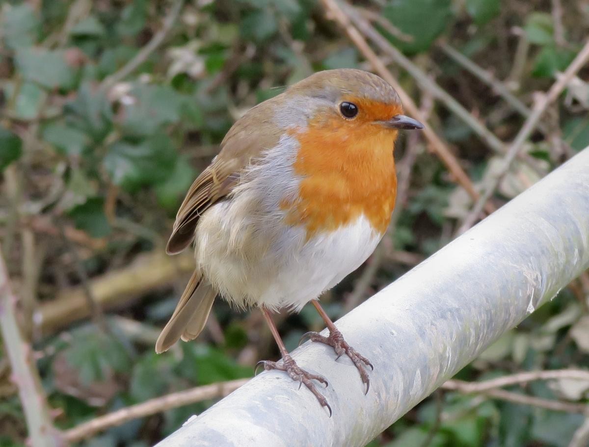 European Robin - ML646111337
