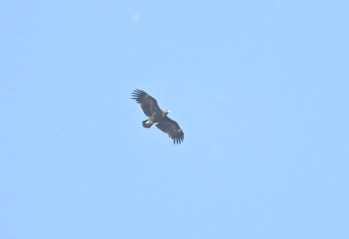 Greater Spotted Eagle - ML646111338