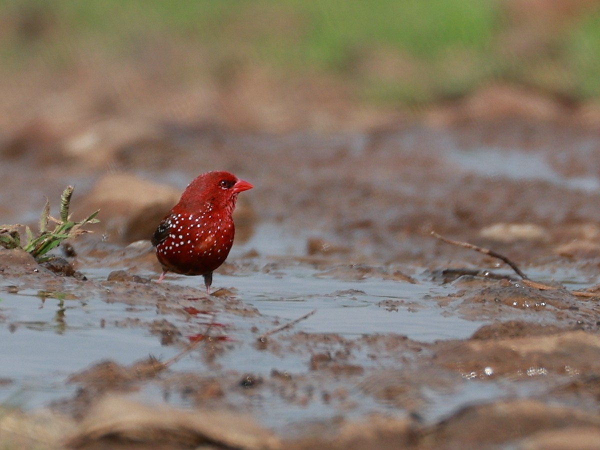 Red Avadavat - ML646111339