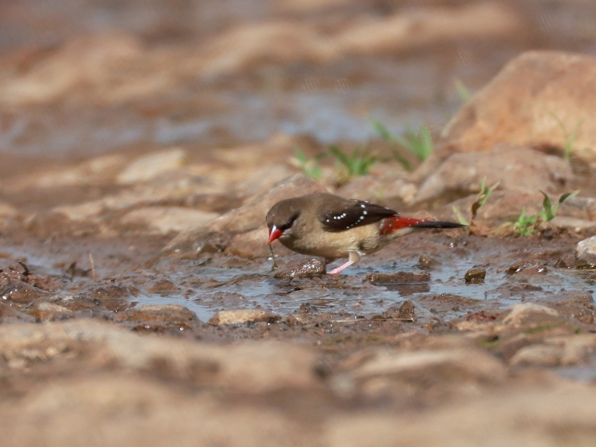 Red Avadavat - ML646111340