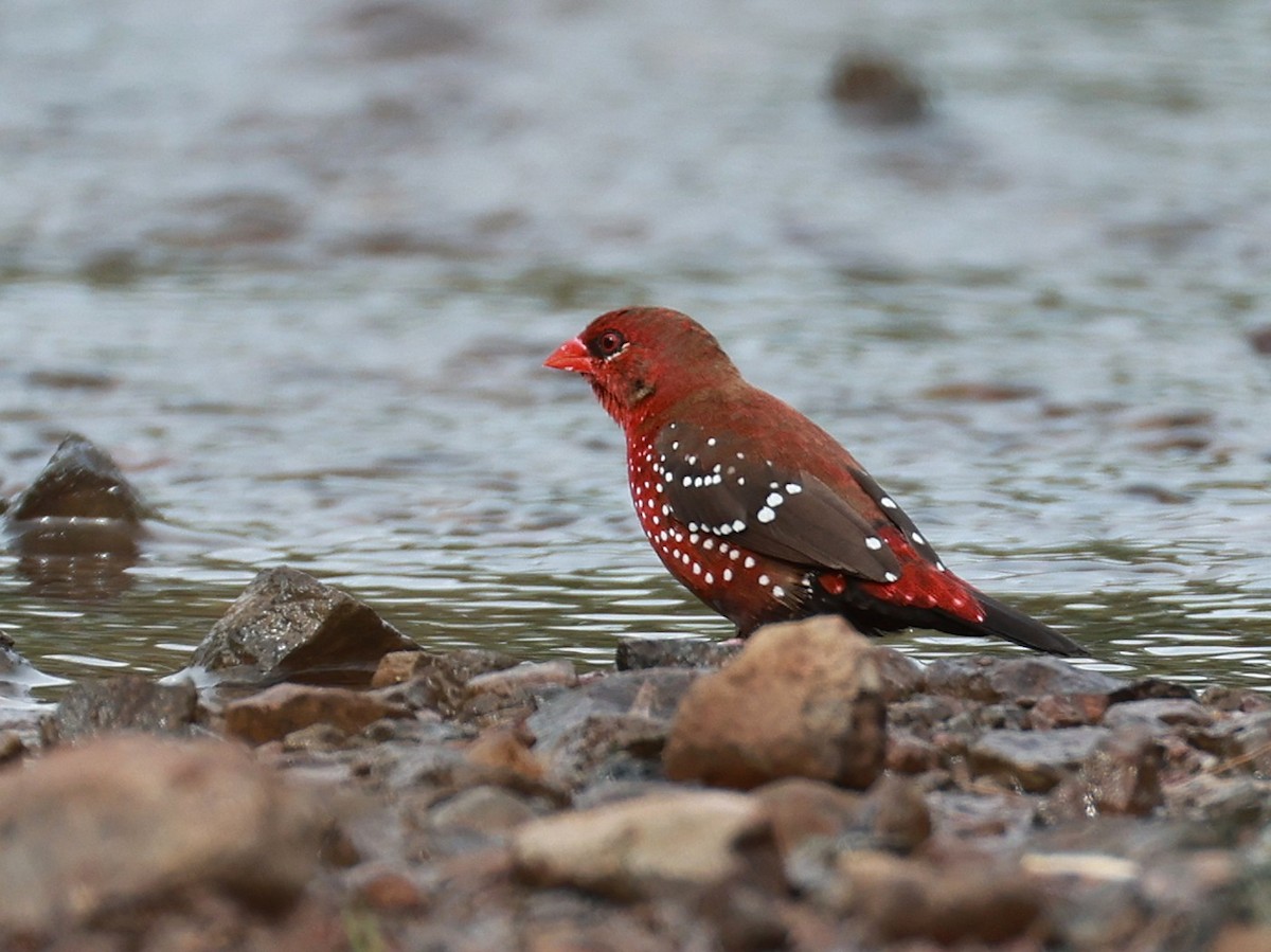 Red Avadavat - ML646111341