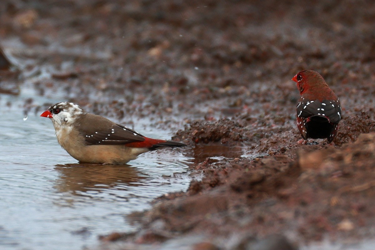 Red Avadavat - ML646111342