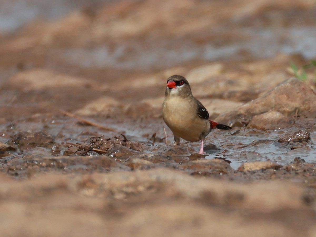 Red Avadavat - ML646111343