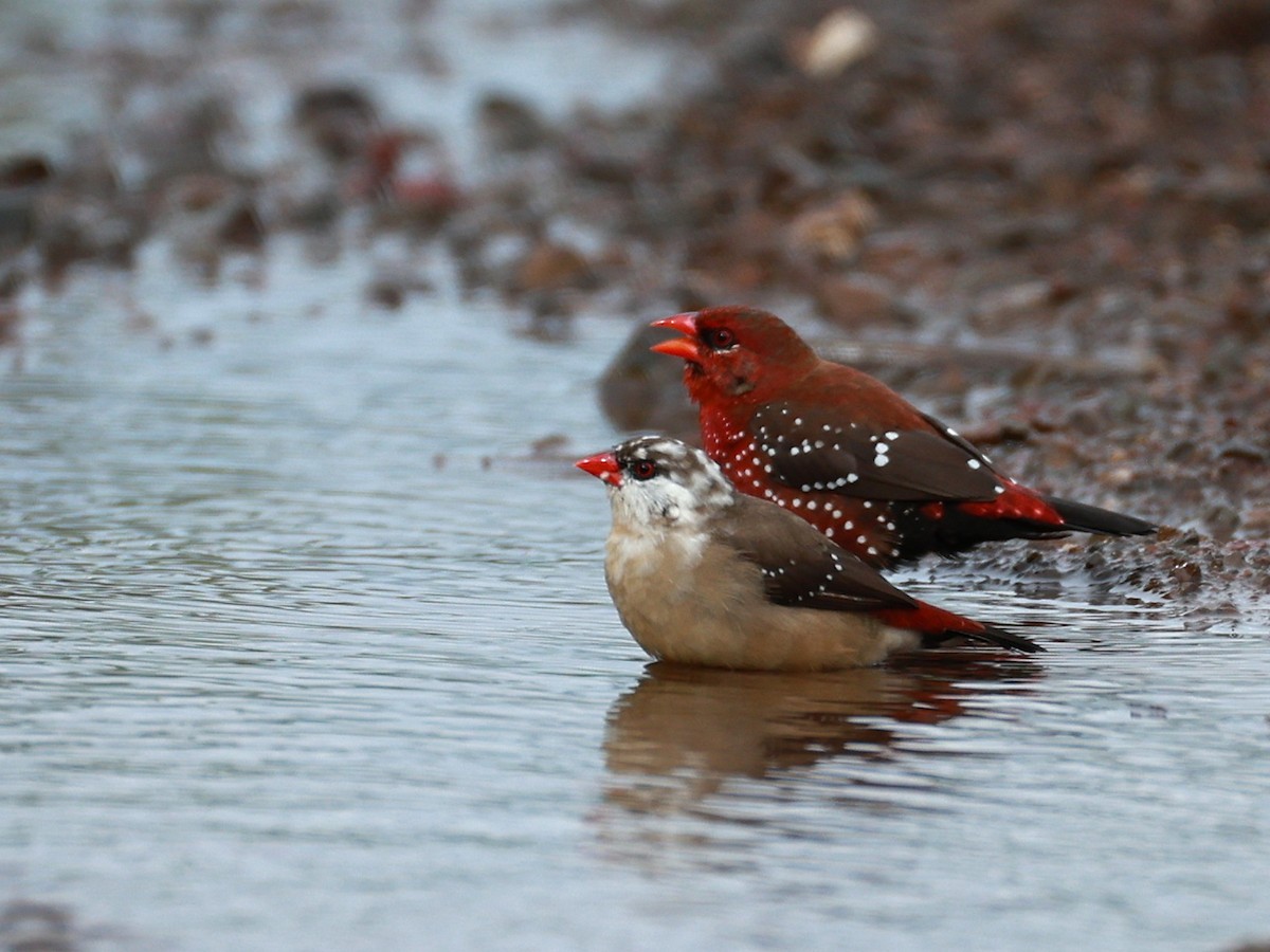 Red Avadavat - ML646111344