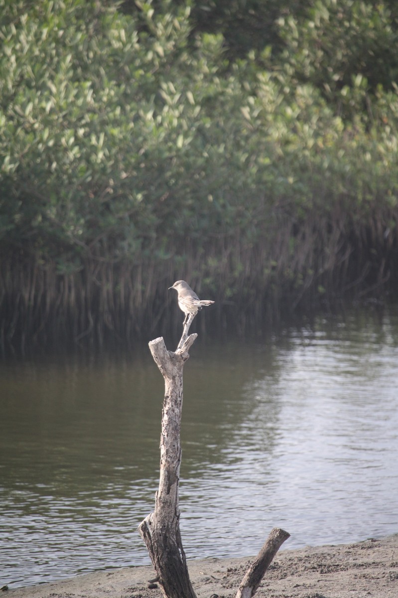Northern Mockingbird - ML646111345
