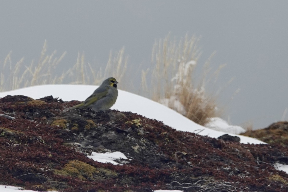 Yellow-bridled Finch - ML646111346