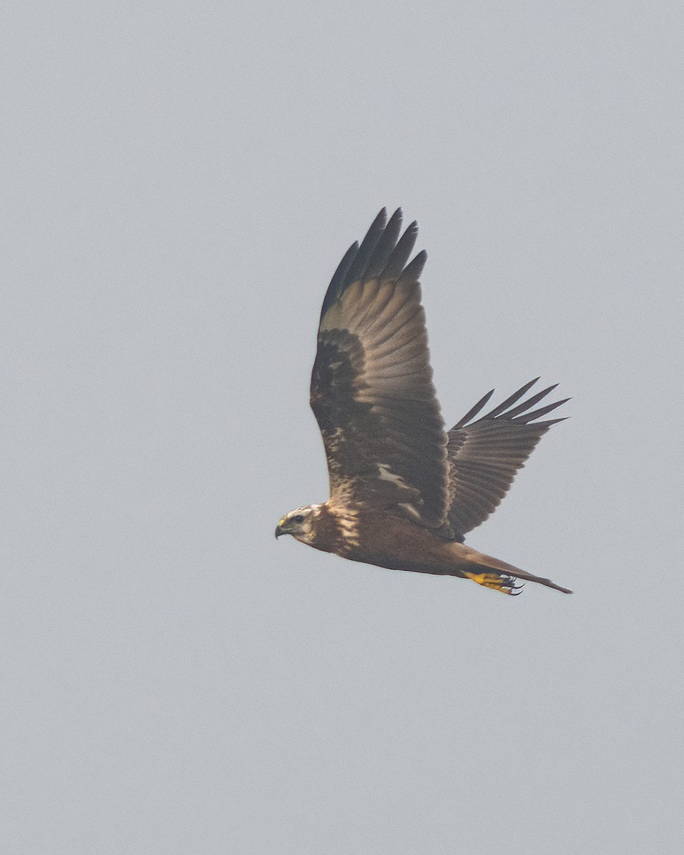 Eastern Marsh Harrier - ML646111347
