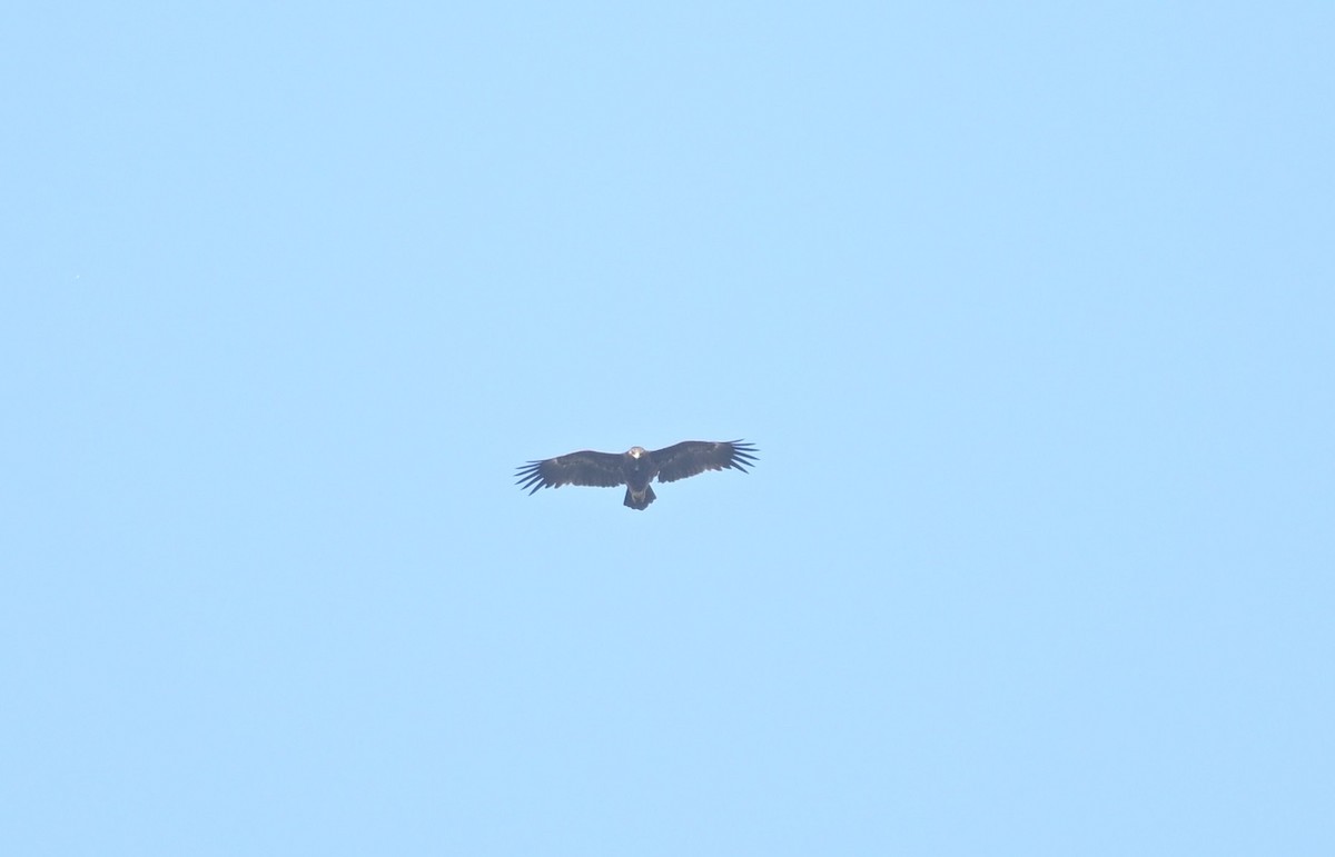 Greater Spotted Eagle - ML646111348