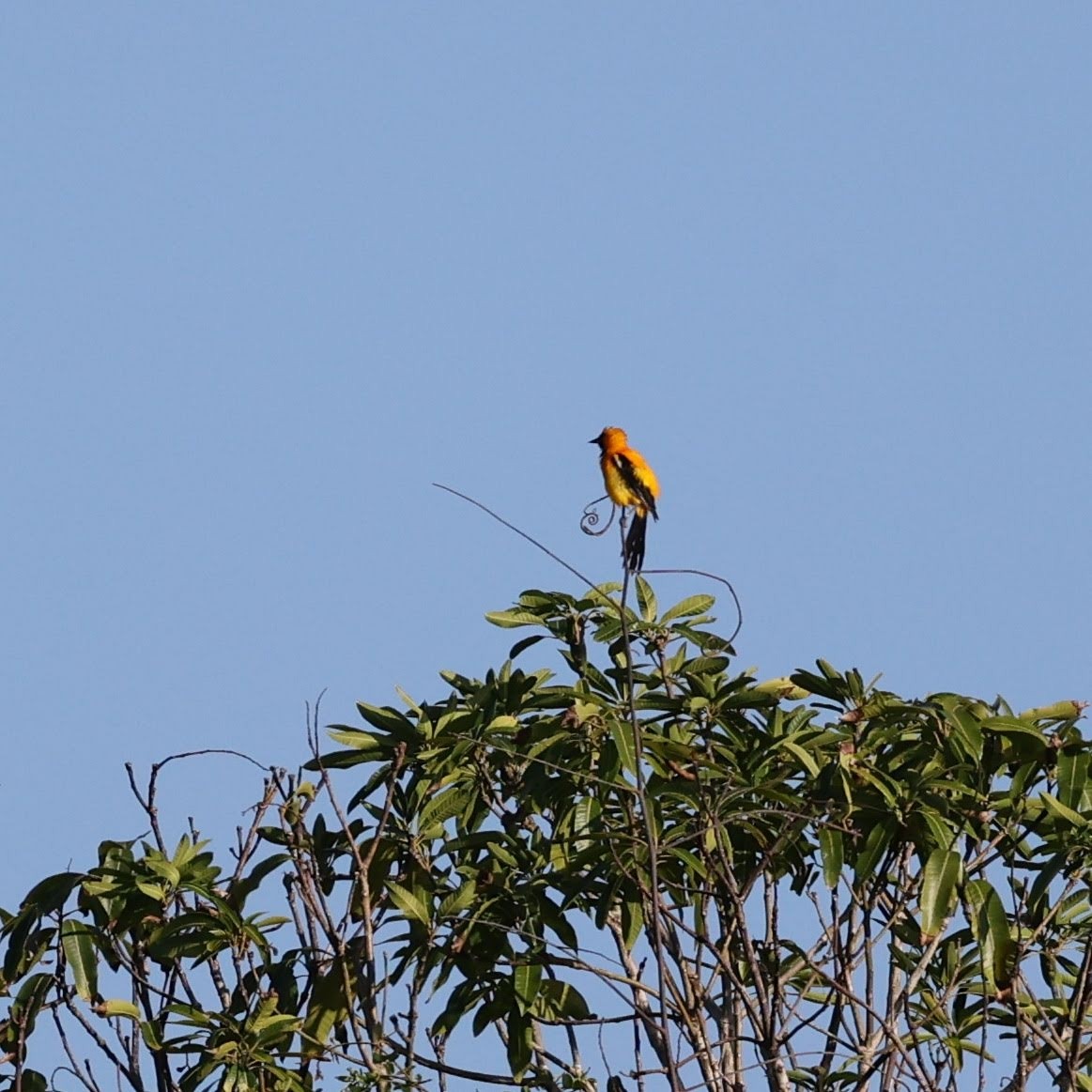 Orange Oriole - ML646111351