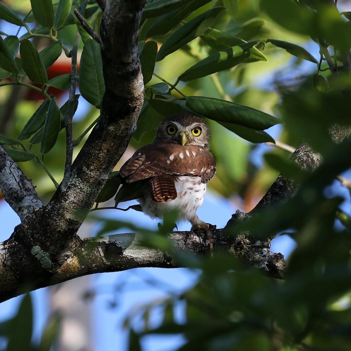 Ferruginous Pygmy-Owl - ML646111352