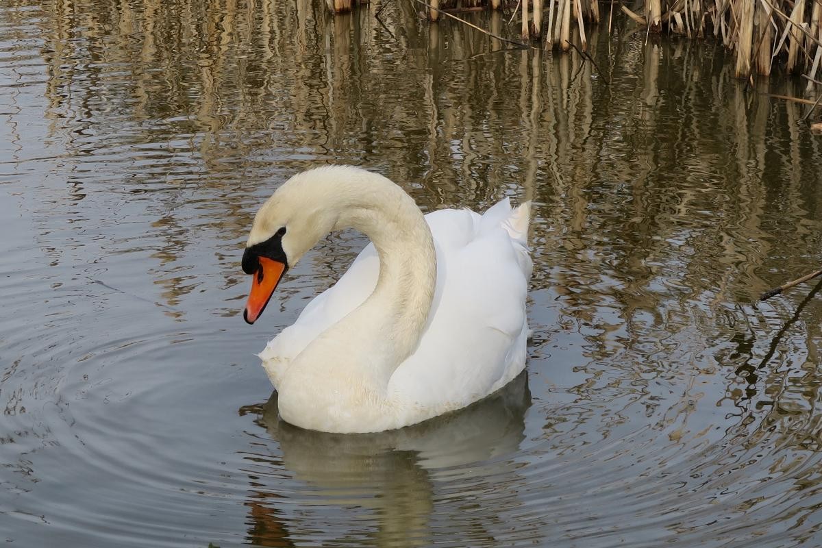 Mute Swan - ML646111353