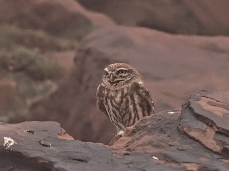 Little Owl - ML646111355