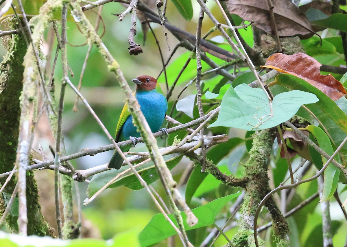 Bay-headed Tanager - ML646111356