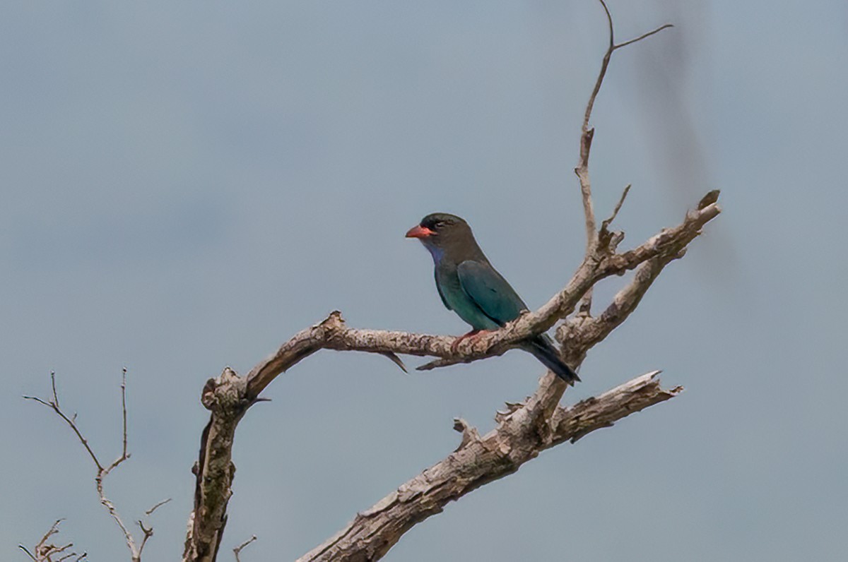 Dollarbird - ML646111358