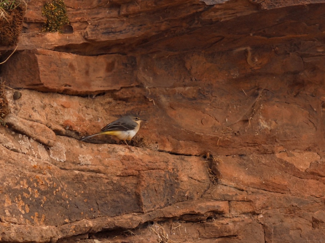 Gray Wagtail - ML646111360
