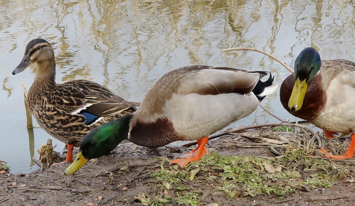 Mallard - ML646111364