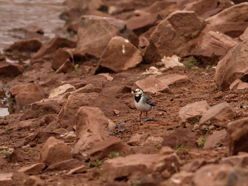 White Wagtail - ML646111365