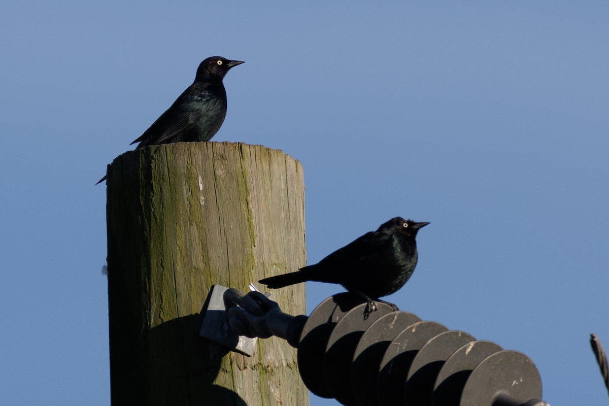 Brewer's Blackbird - ML646111367