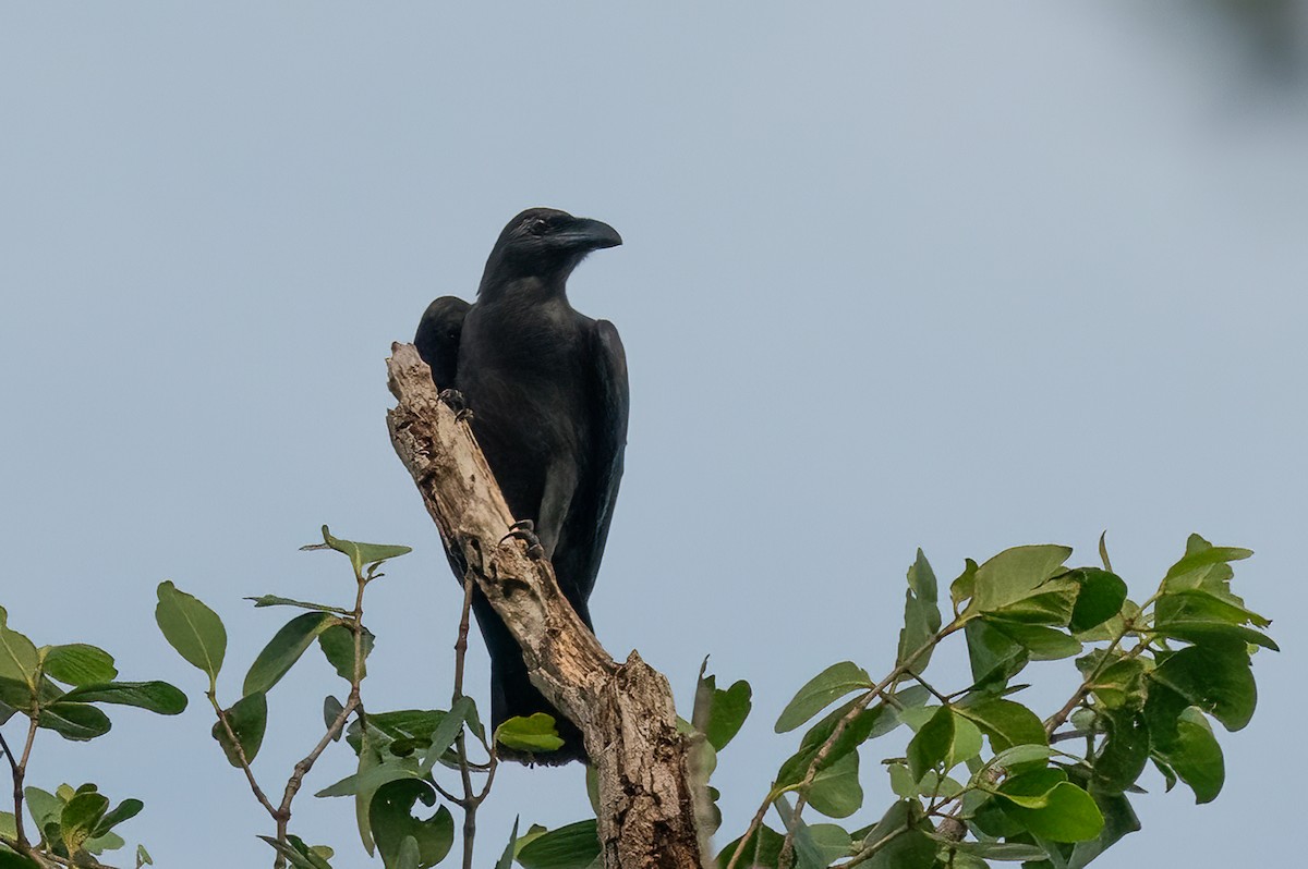 Sulawesi Crow - ML646111368