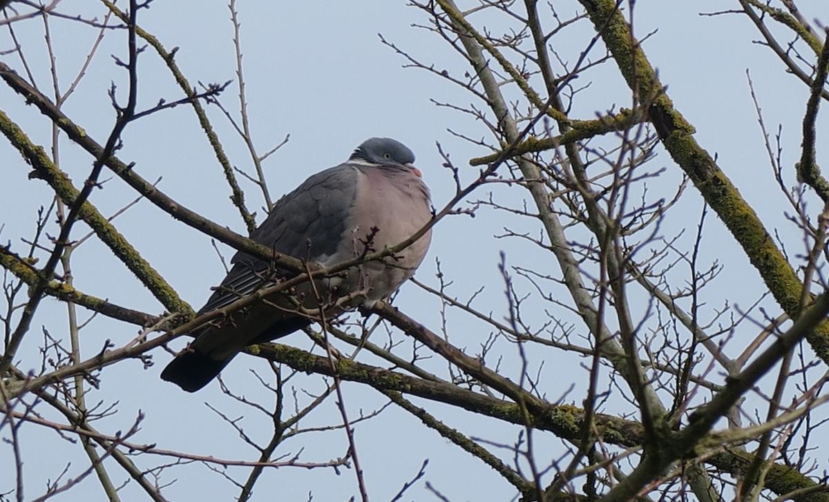 Common Wood-Pigeon - ML646111369