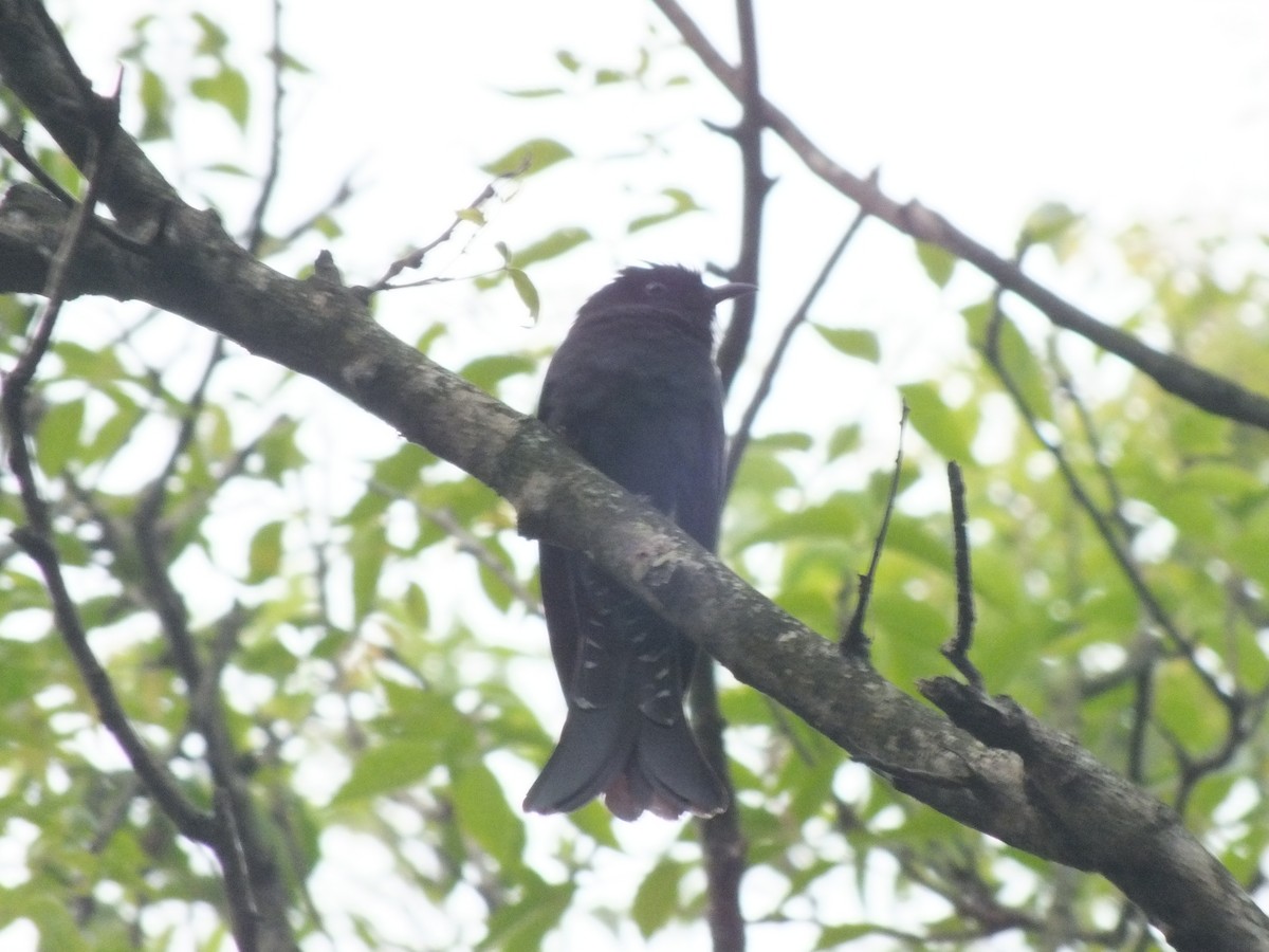 Square-tailed Drongo-Cuckoo - ML646111370