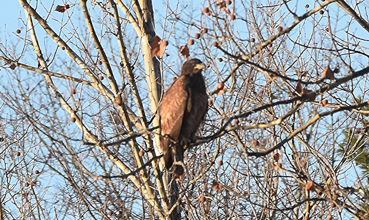 Bald Eagle - ML646111375