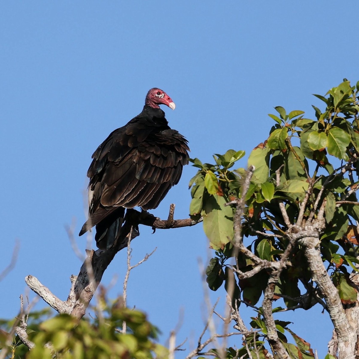 Turkey Vulture - ML646111377