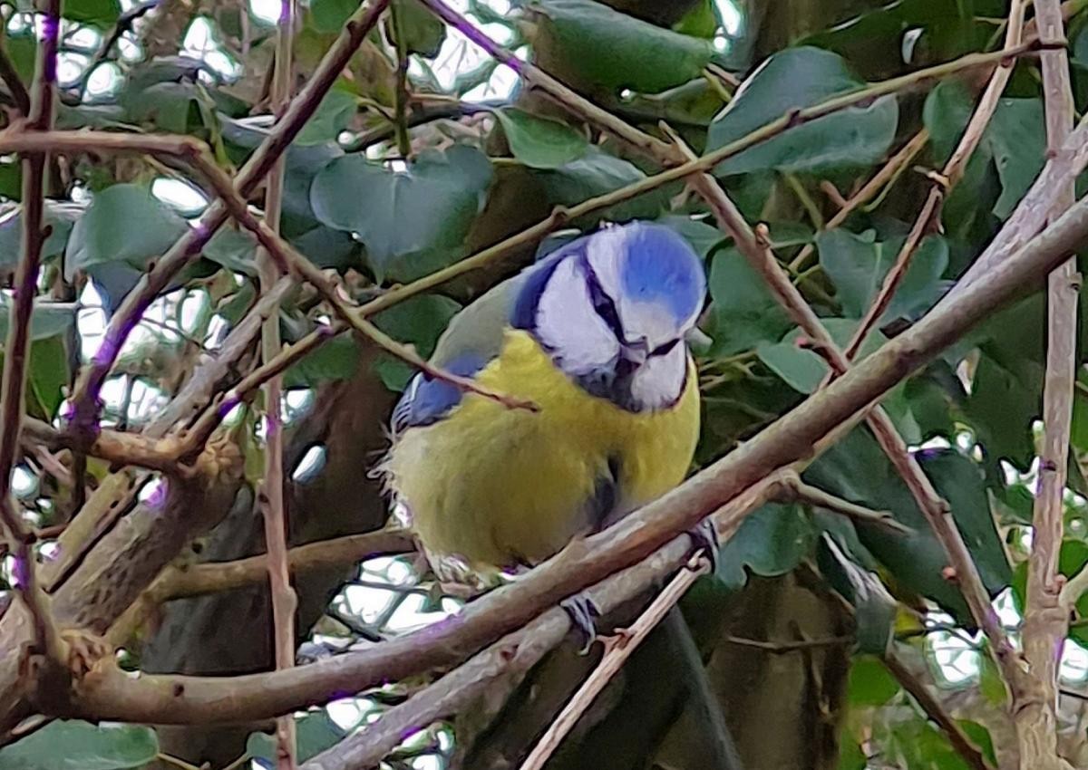 Eurasian Blue Tit - ML646111378
