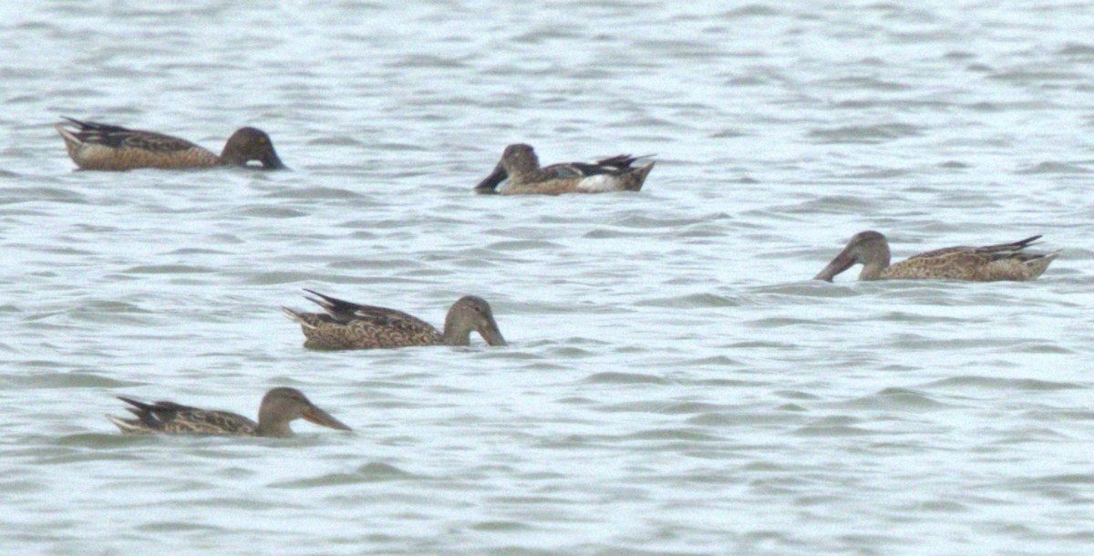 Northern Shoveler - ML646111380