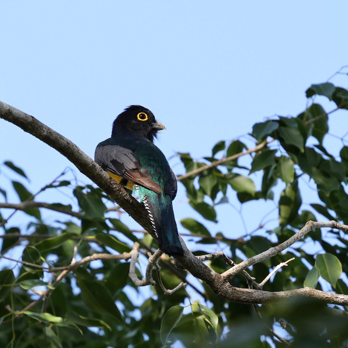 Gartered Violaceous Trogon - ML646111381