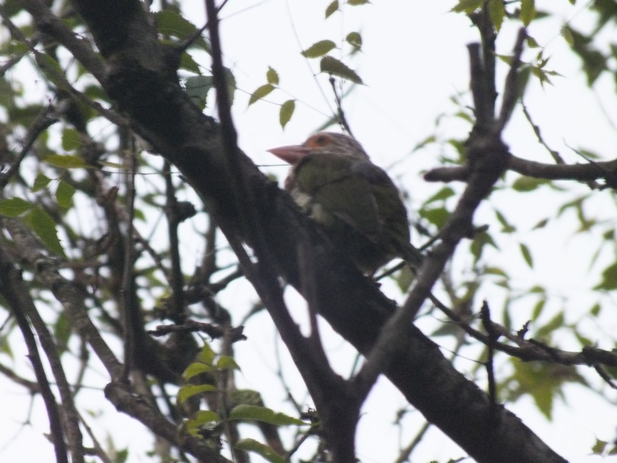 Lineated Barbet - ML646111382