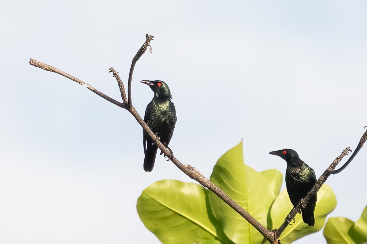 Asian Glossy Starling - ML646111383