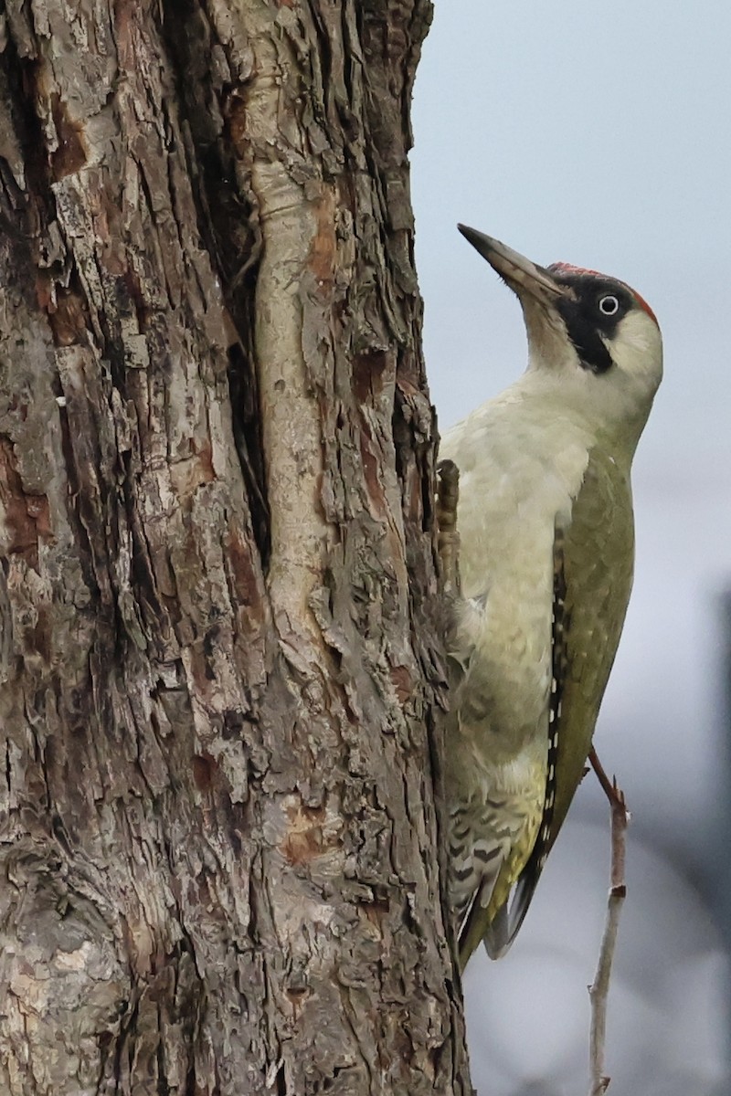 žluna zelená (ssp. viridis/karelini) - ML646111384