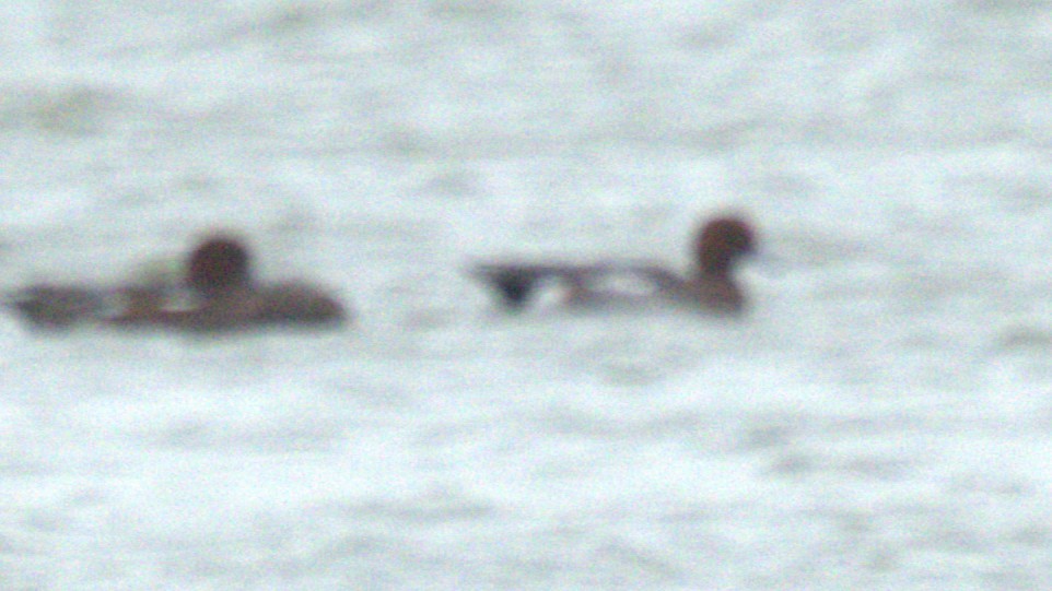 Eurasian Wigeon - ML646111385