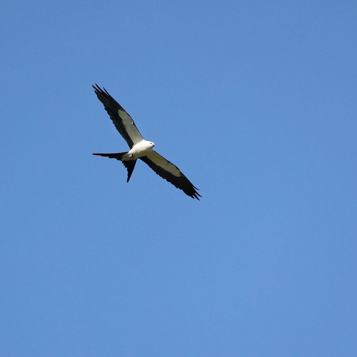 Swallow-tailed Kite - ML646111386